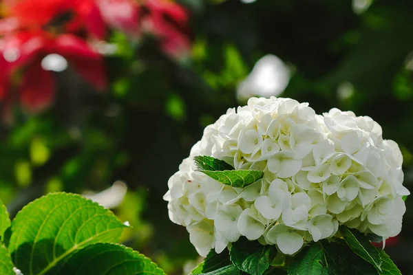 Beyaz Ortanca Çiçek Açan Gardenwhich Içinde Güney Asya Yerel Bir — Stok fotoğraf