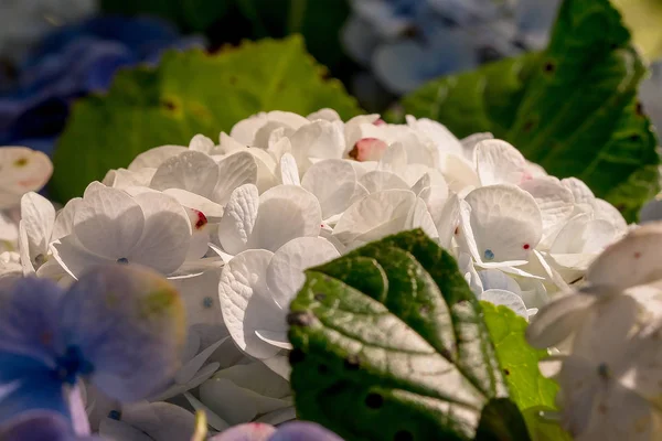 Белая Hydrangea Цветущем Саду Который Является Родным Растением Южной Азии — стоковое фото