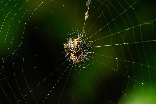 Aranha Está Teia — Fotografia de Stock