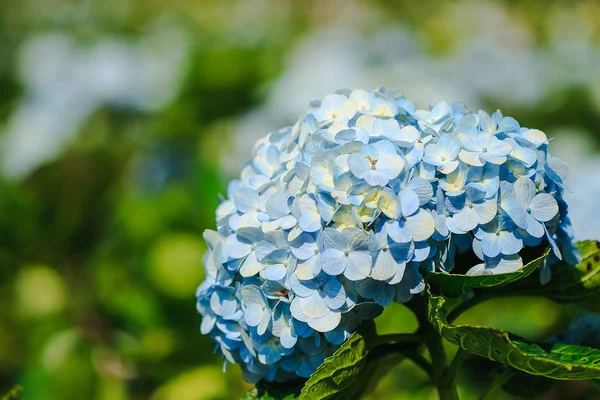 Ortanca Çiçek Açan Gardenwhich Mavi Güney Asya Yerel Bir Bitkidir — Stok fotoğraf