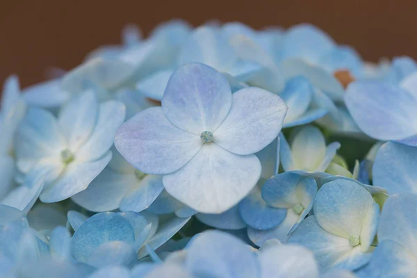Ortanca Çiçek Açan Gardenwhich Mavi Güney Asya Yerel Bir Bitkidir — Stok fotoğraf