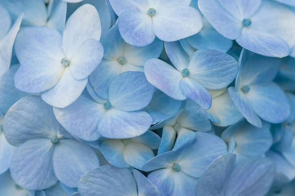 Hydrangea Bleu Dans Jardin Fleurissantqui Est Une Plante Indigène Asie — Photo