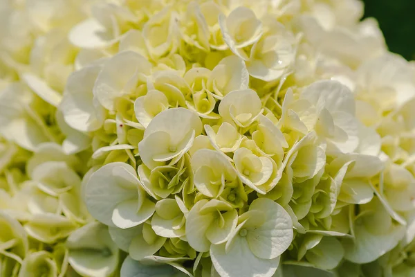 Yellow Hydrangea Blooming Nature Hydrangea Род Растений Видами Цветов — стоковое фото