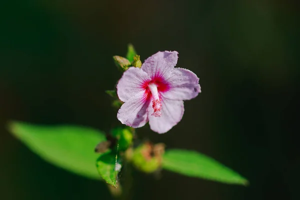 Urena Lobata Beautiful Pink Nature Poisonous Plant Hairy Thorns Irritating — Stock Photo, Image