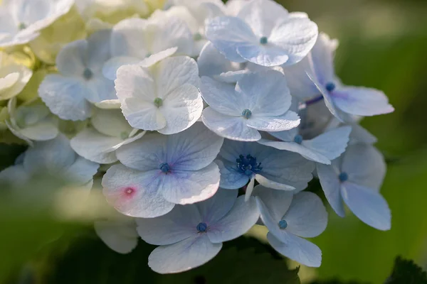 Лепестки Гидрангеи Желтые Синие Красиво Цветут — стоковое фото