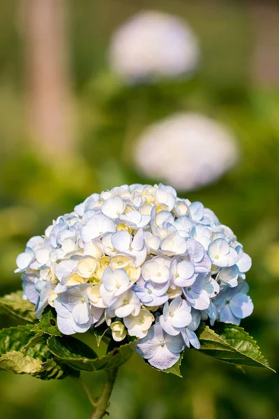 Hydrangea Amarillo Mezclado Con Púrpura Está Floreciendo Maravillosamente Jardín —  Fotos de Stock