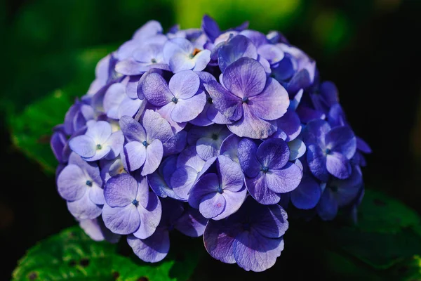 Flor Hortensia Púrpura Ramo Grande Hermosa Floración —  Fotos de Stock