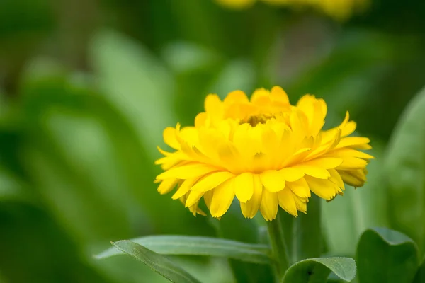 Crisântemo Amarelo Outro Tipo Madeira Que Popularmente Cultivada — Fotografia de Stock