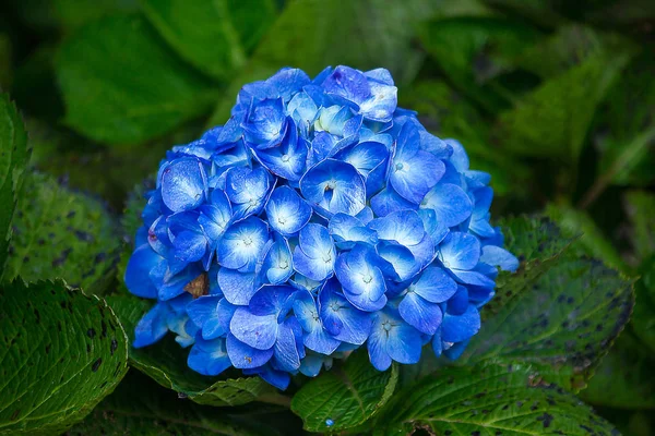 Blå Hortensia Blommor Blommar Trädgård — Stockfoto