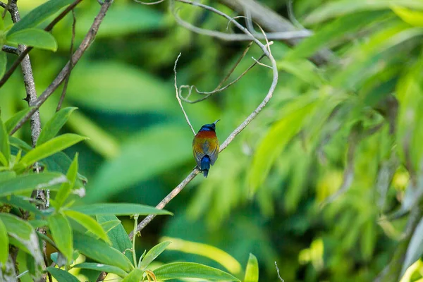 Sunbird Queue Verte Sur Les Branches Trouvé Doi Inthanon Thaïlande — Photo