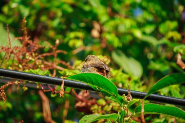 fulvetta (kuş) ağaçlarda sabah Doi Inthanon Milli Parkı, Tayland bulundu