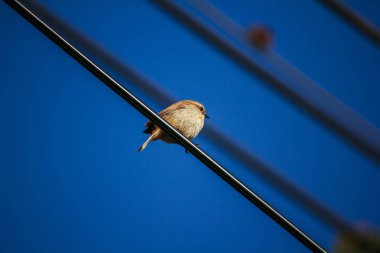 fulvetta (kuş) güç kablosu Doi Inthanon Milli Parkı, Tayland tarihinde