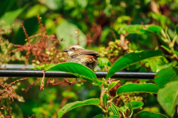 Fulvetta Vogel Auf Bäumen Die Morgen Doi Inthanon Nationalpark Thailand — Stockfoto