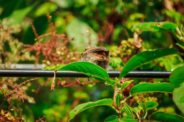 Fulvetta Fågel Träd Hittades Morgonen Doi Inthanon Nationalpark Thailand — Stockfoto