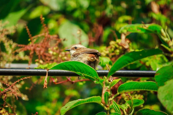 Fulvetta Uccello Sugli Alberi Trovati Mattino Nel Parco Nazionale Doi — Foto Stock