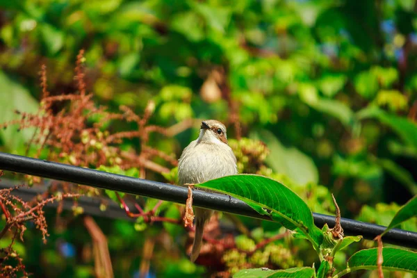 Fulvetta Vogel Auf Bäumen Die Morgen Doi Inthanon Nationalpark Thailand — Stockfoto