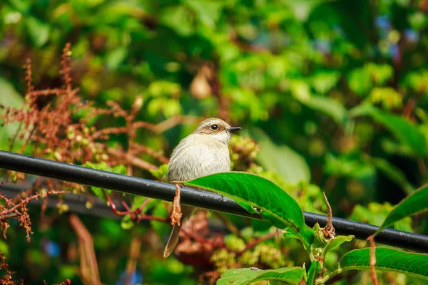 Fulvetta Pájaro Los Árboles Que Encuentran Mañana Parque Nacional Doi —  Fotos de Stock