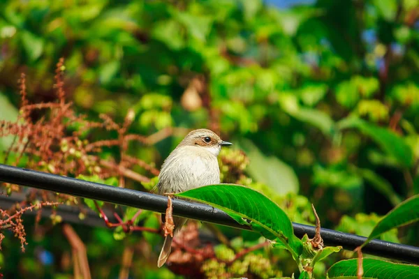 Doi Inthanon Milli Parkı Tayland Ağaçlarda Fulvetta Kuş — Stok fotoğraf
