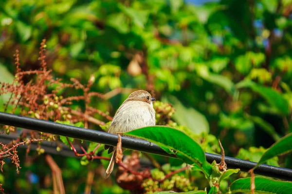 Fulvetta Madár Fák Doi Inthanon Nemzeti Park Thaiföldön — Stock Fotó