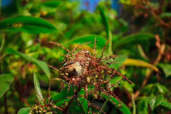 Fulvetta Oiseau Sur Les Arbres Dans Parc National Doi Inthanon — Photo