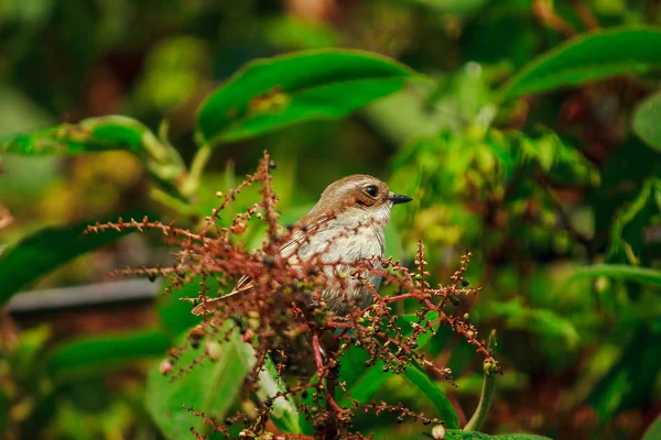 Fulvetta Burung Pohon Pohon Doi Inthanon National Park Thailand — Stok Foto