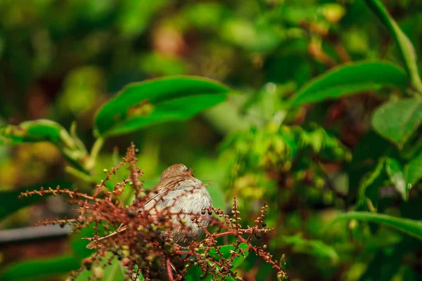 Fulvetta Vogel Auf Bäumen Doi Inthanon Nationalpark Thailand — Stockfoto