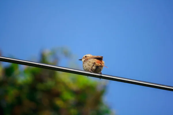Fulvetta Pájaro Cable Alimentación Parque Nacional Doi Inthanon Tailandia — Foto de Stock
