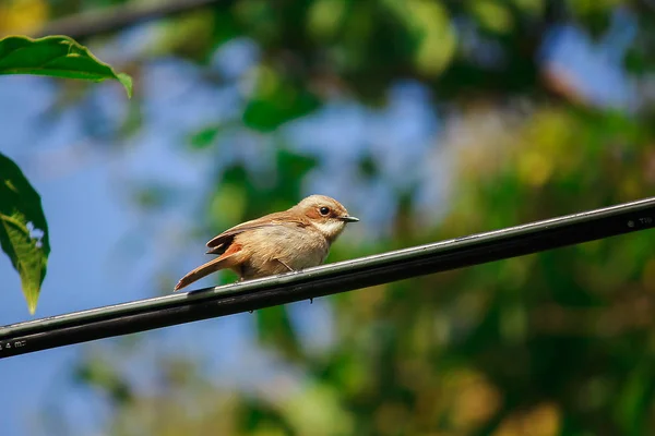 Fulvetta Vogel Auf Dem Stromkabel Doi Inthanon Nationalpark Thailand — Stockfoto