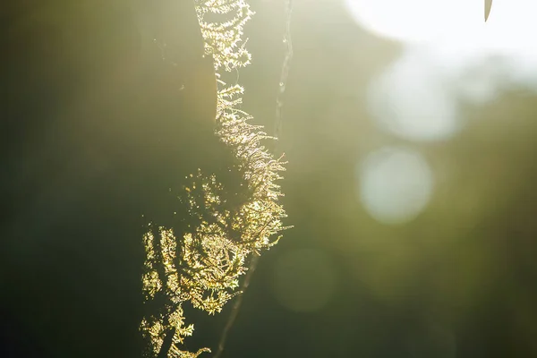 The sunrise light that shines on Moss on the tree