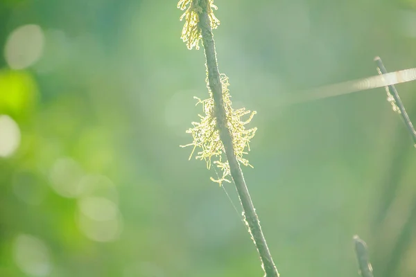 The sunrise light that shines on Moss on the tree