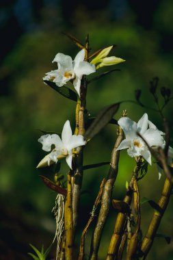 Beyaz Orkide ormanda çiçek açmış. Tayland Doi Inthanon üst kısmında bulunan bir orkide
