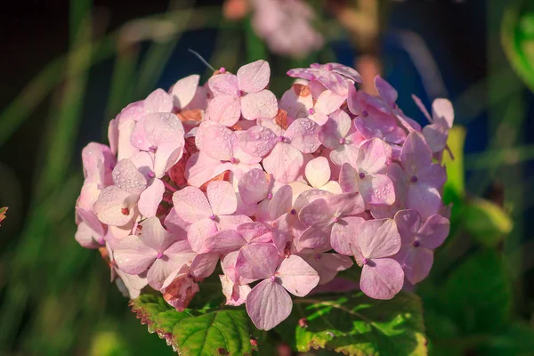 Саду Цветет Большая Розовая Гортензия — стоковое фото