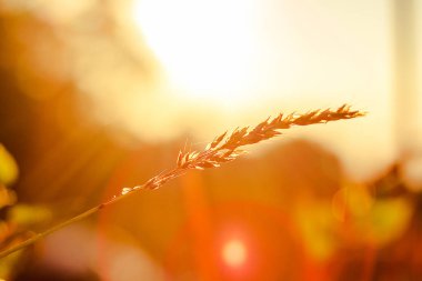 Çim ve sabah güneşin doğuşunu silüeti