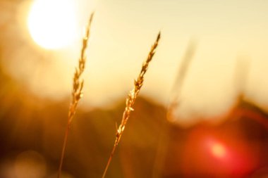 Çim ve sabah güneşin doğuşunu silüeti