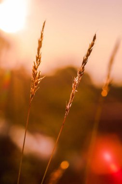 Çim ve sabah güneşin doğuşunu silüeti