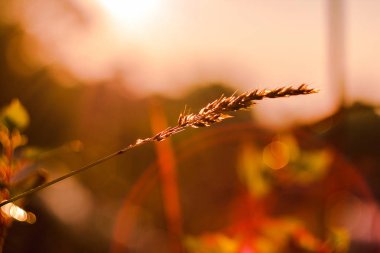 Çim ve sabah güneşin doğuşunu silüeti