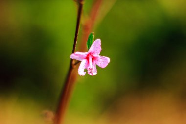Sezar ot, tek çiçek, pembe, tüylü dikenler, rahatsız edici zehirli bir bitki olduğunu