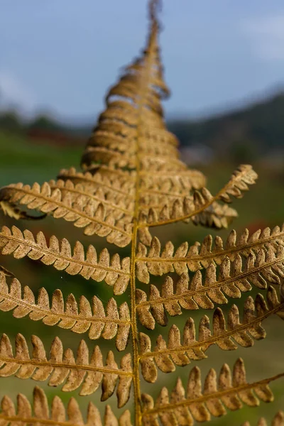 Suché Listy Jsou Hnědé Přírodě Okrasná Rostlina Která Často Nalezený — Stock fotografie