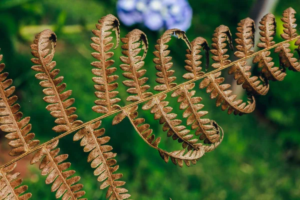 Dry Leaves Brown Nature Ornamental Plant Frequently Found Both Home — Stock Photo, Image