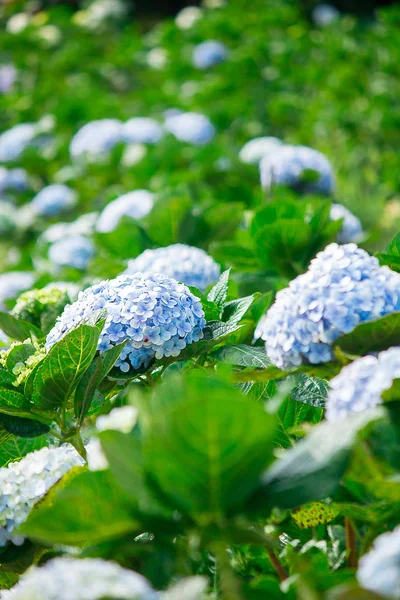 Саду Цветут Красивые Голубые Гортензии — стоковое фото