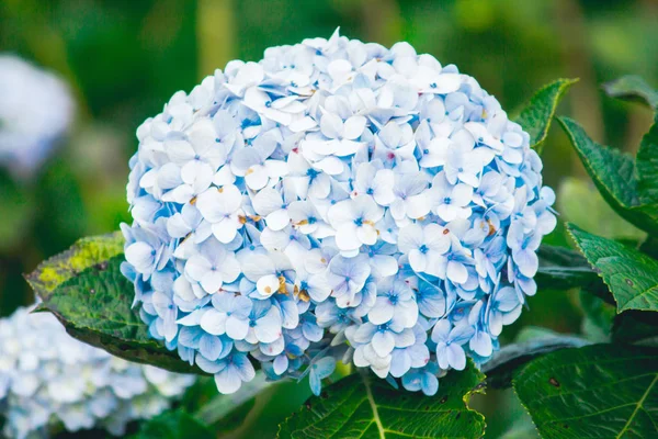 Beautiful Blue Hydrangeas Blooming Garden — Stock Photo, Image