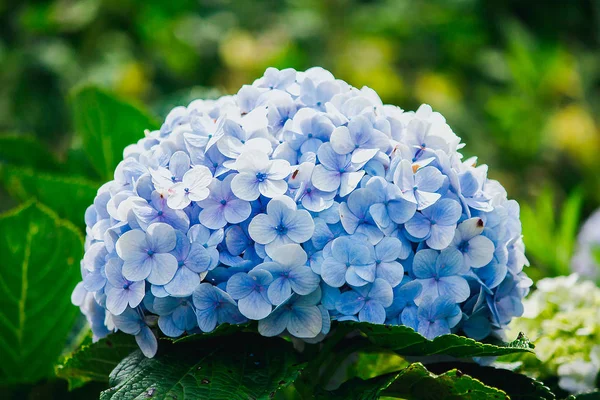 Hermosas Hortensias Azules Están Floreciendo Jardín —  Fotos de Stock