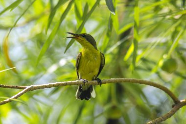 Küçük bir kuş kuş ailesinde yakaladı treeis Cinnyris jugularis açıktır. (Nectariniidae) Nektar gıda dan Güneydoğu Asya Avustralya olarak yeme