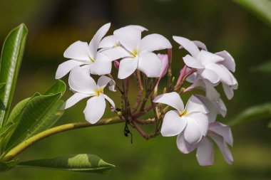Doğada çiçek pembe plumeria çiçekler