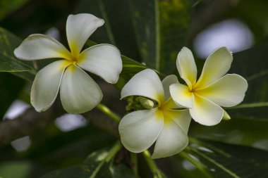 Doğada çiçek açan sarı Frangipani