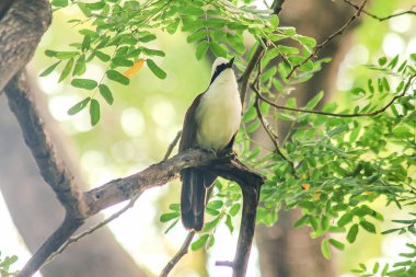 Doğada bir ağaç beyaz ibikli gülüyor pamukçuk açıktır.