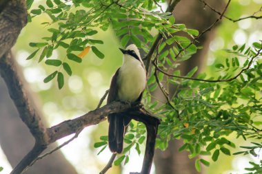 Doğada bir ağaç beyaz ibikli gülüyor pamukçuk açıktır.