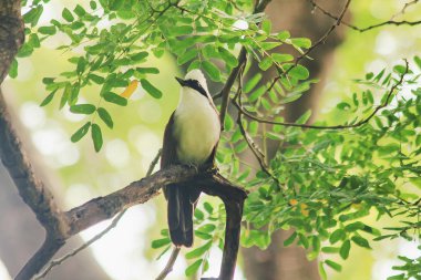 Doğada bir ağaç beyaz ibikli gülüyor pamukçuk açıktır.