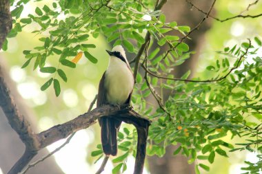 Doğada bir ağaç beyaz ibikli gülüyor pamukçuk açıktır.