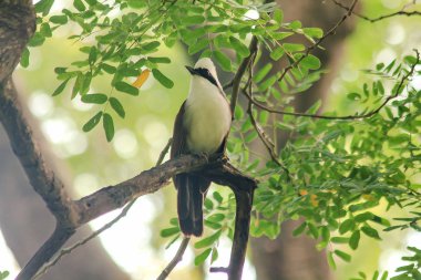 Doğada bir ağaç beyaz ibikli gülüyor pamukçuk açıktır.